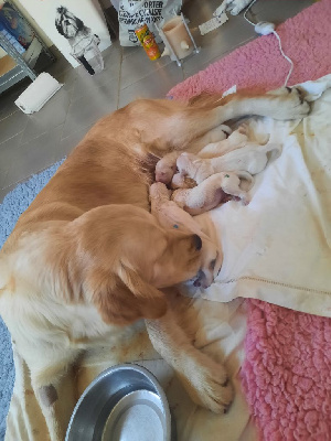 Étalon Golden Retriever - Utah Gold'and Black de Camileo