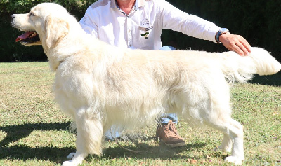 Étalon Golden Retriever - Ualter des jardins d'epona