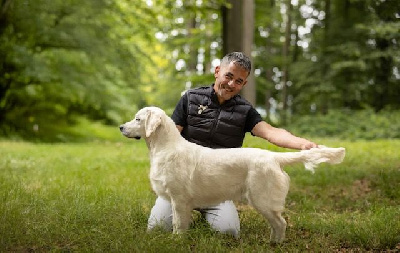 Étalon Golden Retriever - Violetta's high note Of Golden Love Heaven