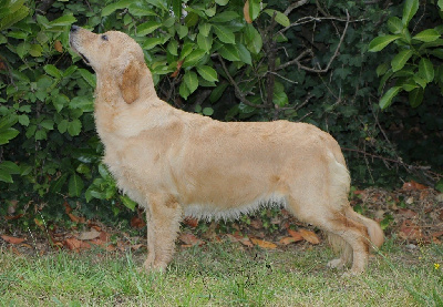 Étalon Golden Retriever - Prestige Line Velvet inn origin to fire
