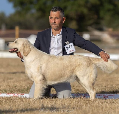 Étalon Golden Retriever - Toute première scène Of Golden Love Heaven