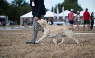 Étalon Golden Retriever - U are my queen Du Ruisseau De La Groseille