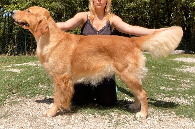 Étalon Golden Retriever - Catch The Dream Take me to the top