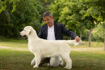 Étalon Golden Retriever - Venise rose d'or Of Golden Love Heaven