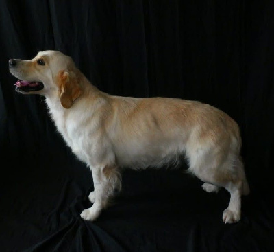 Étalon Golden Retriever - Ulia du cottage de sweet mi lady