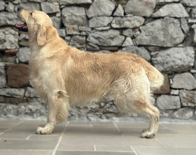 Étalon Golden Retriever - CH. Tape à l oeil De L'Orée Du Royaume De Nala