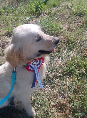 Étalon Golden Retriever - Tasya des Anges de l'Aube