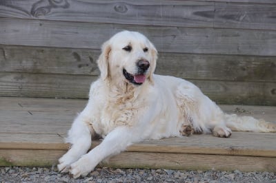 Étalon Golden Retriever - Pistache De La Lisardière