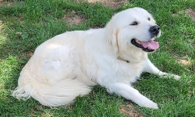 Étalon Golden Retriever - Temis De La Chasse Des Ballastières