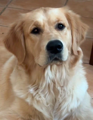 Étalon Golden Retriever - Imperial Shepherd Verone