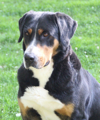 Étalon Grand bouvier suisse - Pop corn du logis de Sainte Macrine