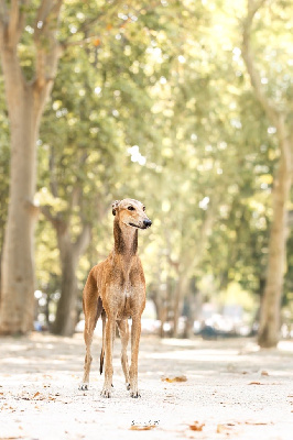 Étalon Greyhound - Valentina sky Des Terres De Moïra