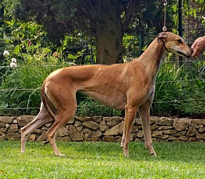 Étalon Greyhound - Windrock Play with fire