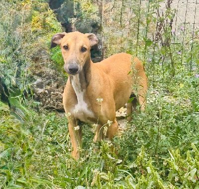 Étalon Greyhound - Southpoint Attila