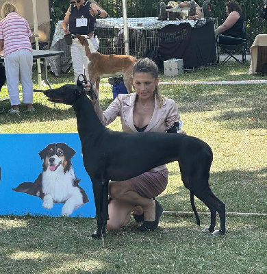 Étalon Greyhound - Spiritus Sanctus Ursula