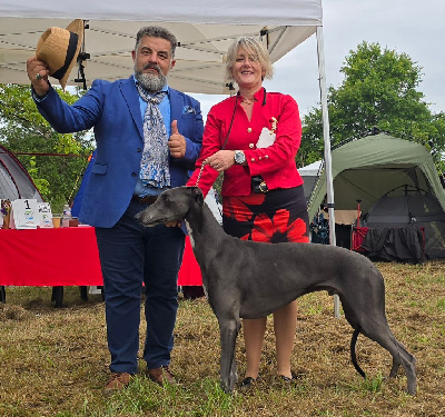 Étalon Greyhound - Un veritable scandale Rosae Fidelis