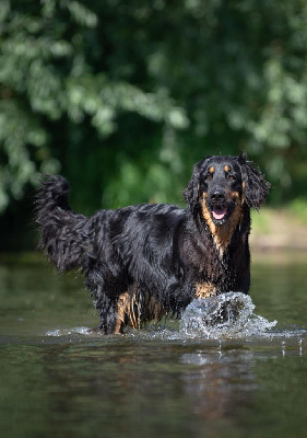 Étalon Hovawart - Unie Des trois petits diables