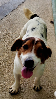 Étalon Jack Russell Terrier - Sultan Des marais de courmont