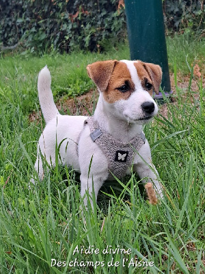 Étalon Jack Russell Terrier - Aïdie divine des champs de l'Aisne