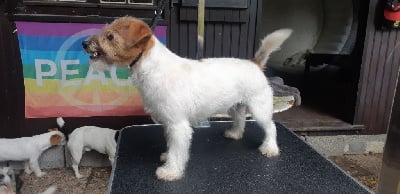 Étalon Jack Russell Terrier - Jacks’ Lair Purple rain