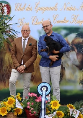 Étalon King Charles Spaniel - Vvilow Des Rochers D'agerna