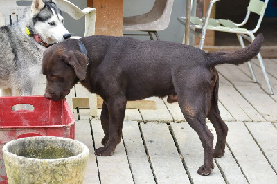 Étalon Labrador Retriever - Ulk (Sans Affixe)