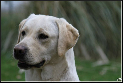 Étalon Labrador Retriever - Sharron De Javelot Des Granges