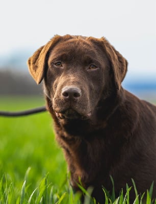 Étalon Labrador Retriever - Terracotta De La Vallée Du Goldor