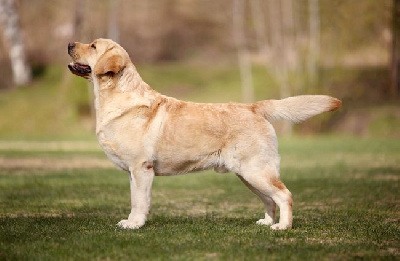 Étalon Labrador Retriever - fullcool Umberto