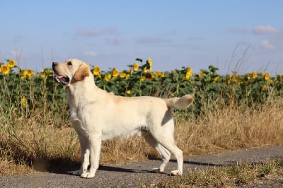 Étalon Labrador Retriever - Un grain de folie du pré de l'égvonne