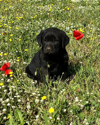 Étalon Labrador Retriever - Tess du clos du barrian
