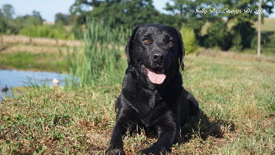 Étalon Labrador Retriever - Sully des étangs de Fly