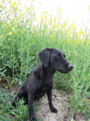 Étalon Labrador Retriever - Tokyo de ma campagne doree