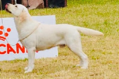 Étalon Labrador Retriever - CH. Ural Des Iris De Grande Briere