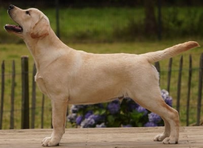 Étalon Labrador Retriever - Addicted to you Des Collines D Armor Et D Argoat