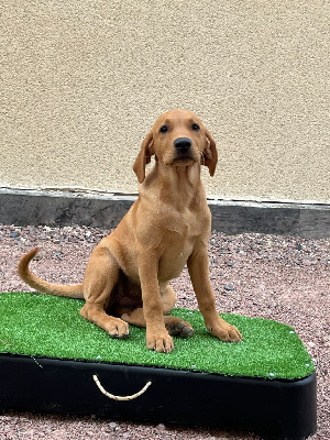 Étalon Labrador Retriever - Talf Am stram gram