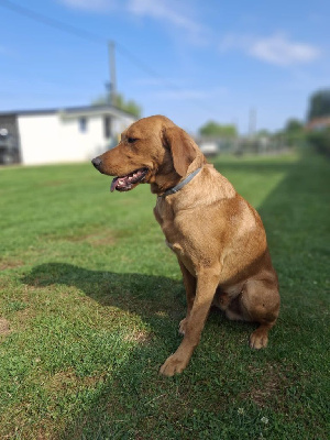 Étalon Labrador Retriever - Uko de ma campagne doree