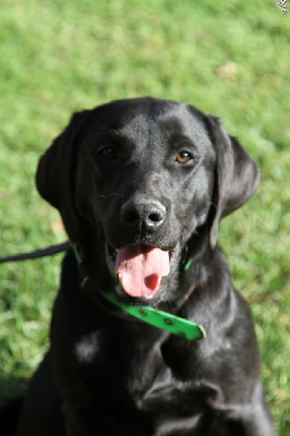 Étalon Labrador Retriever - Utopia De Javelot Des Granges