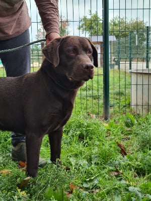 Étalon Labrador Retriever - Tonic Du Domaine De La Sauvagine