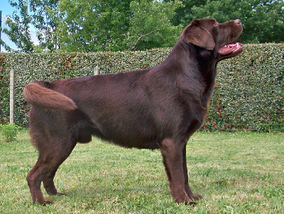 Étalon Labrador Retriever - sindia's Under arizona skies dit kaïjoe}
