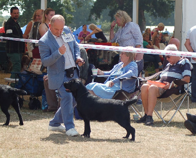 Étalon Labrador Retriever - Big momma z grodu hrabiego malmesbury