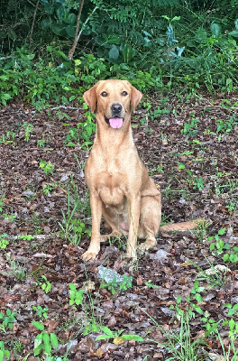 Étalon Labrador Retriever - Tokyo De la vallee du duris