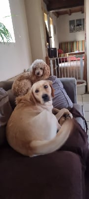 Étalon Labrador Retriever - Usarabie du domaine de la petite baya