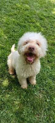 Étalon Lagotto Romagnolo - Sandy (Sans Affixe)
