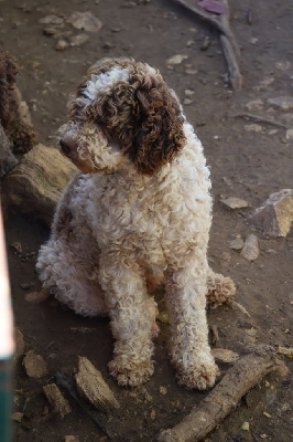 Étalon Lagotto Romagnolo - Roxie (Sans Affixe)