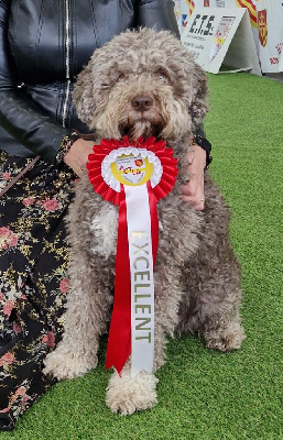 Étalon Lagotto Romagnolo - Siloe Des Princes De L'Or Noir