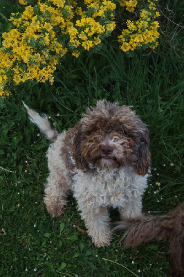 Étalon Lagotto Romagnolo - Scalla de milano du Pech du Cayrol