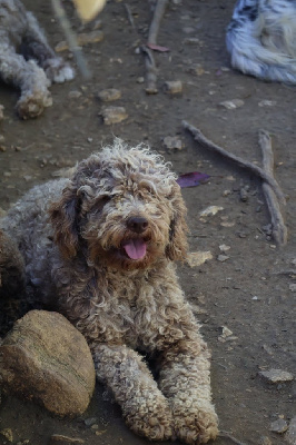 Étalon Lagotto Romagnolo - Scheyenne du Pech du Cayrol