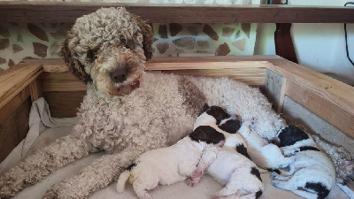 Étalon Lagotto Romagnolo - CH. Tulipe Dromement