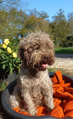 Étalon Lagotto Romagnolo - Sallie du Pech du Cayrol